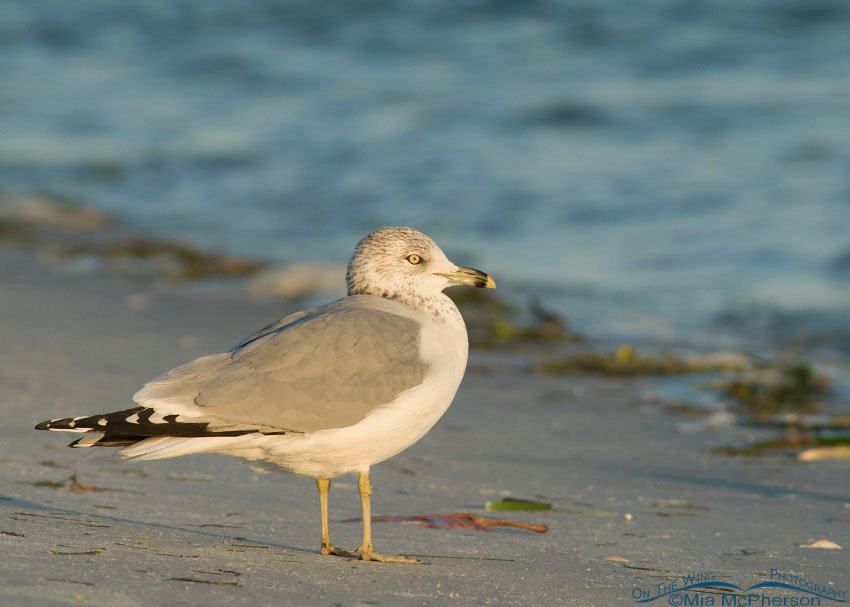 Ring-billed Gull on the water's edge, Fort De Soto County Park, Pinellas County, Florida