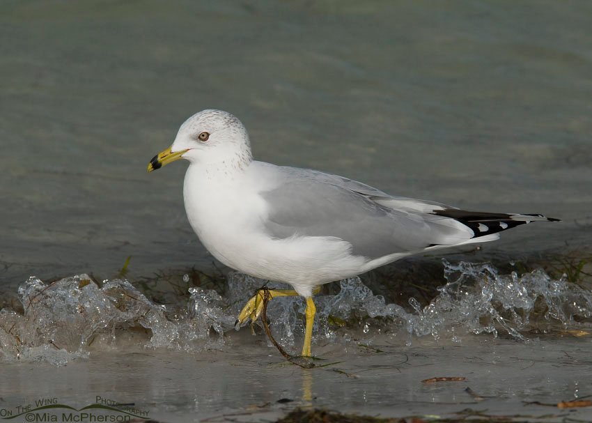 Ring-billed Gull and splashing water, Fort De Soto County Park, Pinellas County, Florida