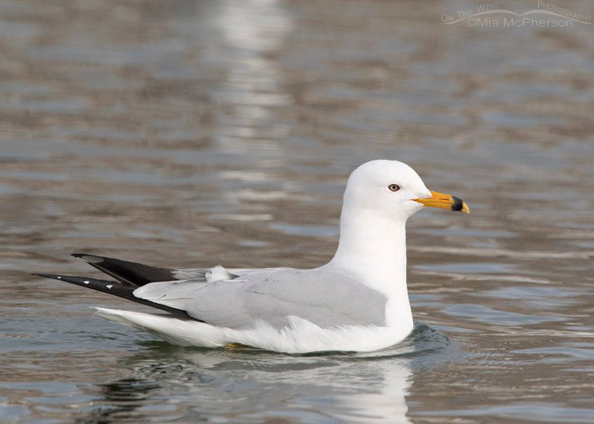 Ring-billed Gull in breeding plumage during January, Salt Lake County, Utah