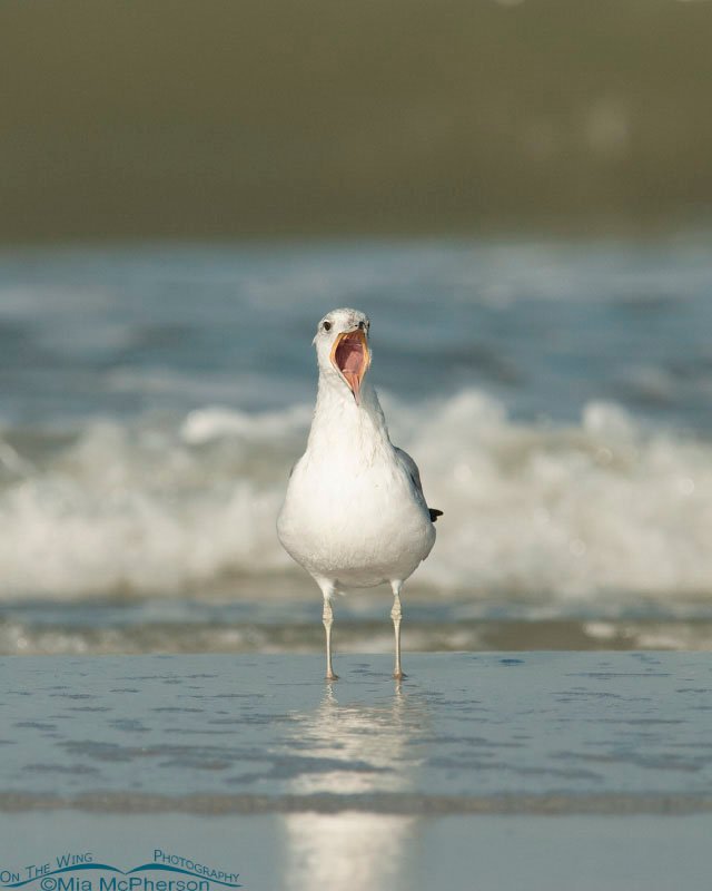 Ring-billed Gull with some thing to say... listen to me! Fort De Soto County Park, Pinellas County, Florida