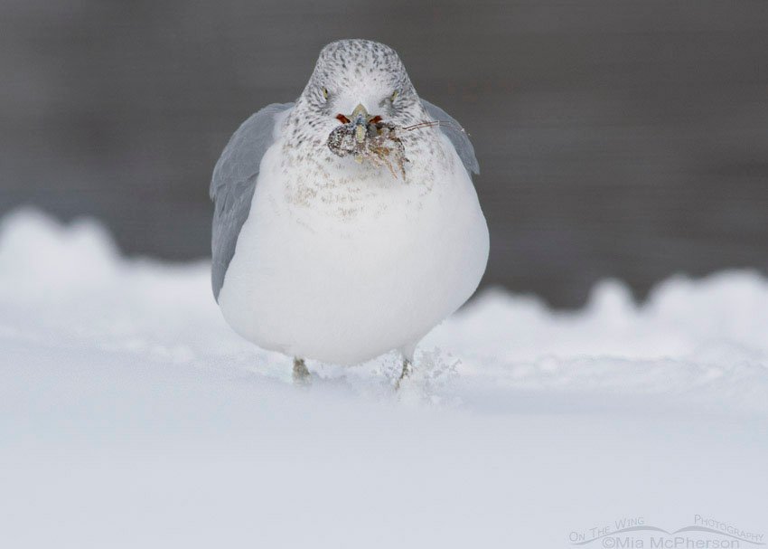 Ring-billed Gull with Crayfish, Salt Lake County, Utah