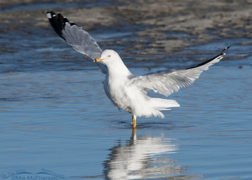 Ring-billed Gull immediately after bathing, Farmington Bay WMA, Davis County, Utah