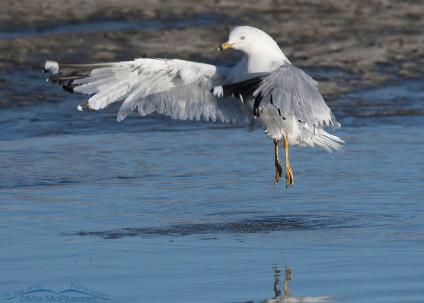 Ring-billed Gull leaping after a bath, Farmington Bay WMA, Davis County, Utah