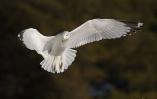 Ring-billed Gull against dark background