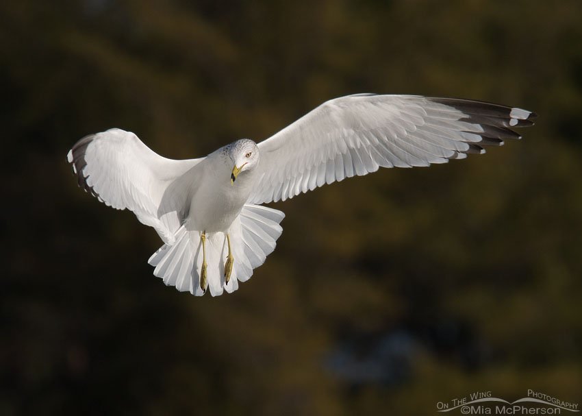 Ring-billed Gull against dark background, Fort De Soto County Park, Pinellas County, Florida