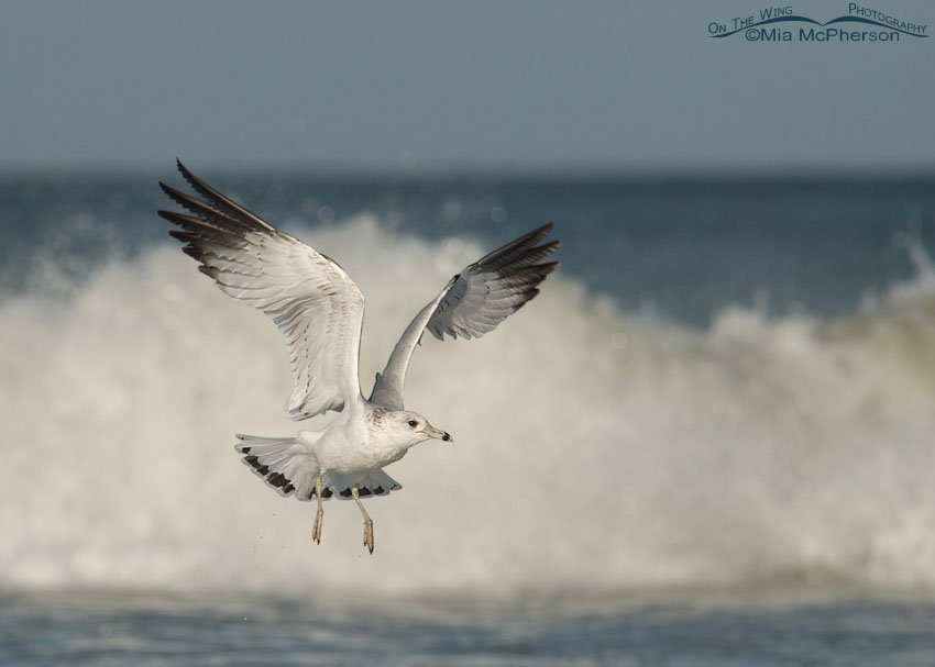 Ring-billed Gull in front of crashing waves, Fort De Soto County Park, Pinellas County, Florida