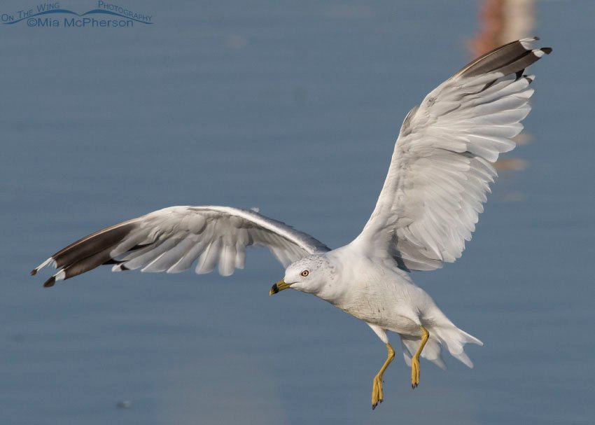 Ring-billed Gull landing at Bear River Migratory Bird Refuge, Box Elder County, Utah