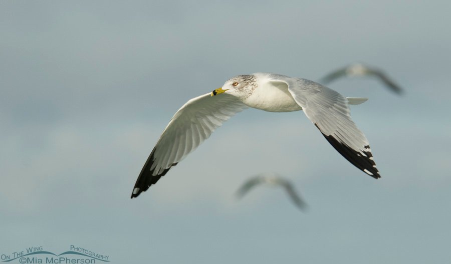 Ring-billed Gull and friends, Fort De Soto County Park, Pinellas County, Florida