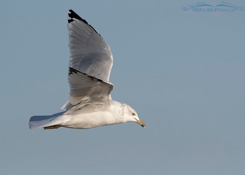 Ring-billed Gull hunting for food, Farmington Bay WMA, Davis County, Utah