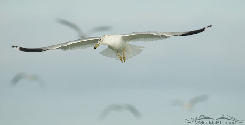 Ring-billed Gull floating on a breeze, Fort De Soto County Park, Pinellas County, Florida