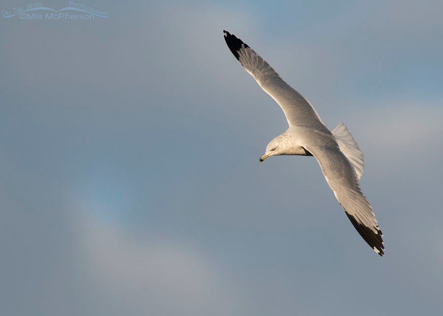 Serious looking Ring-billed Gull in flight, Salt Lake County, Utah