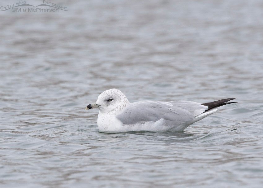 Resting Ring-billed Gull in Definitive Basic Plumage, Salt Lake County, Utah