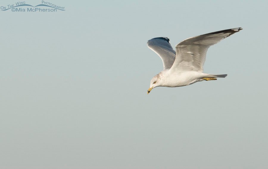 Ring-billed flight in early morning light, Honeymoon Island State Park, Pinellas County, Florida