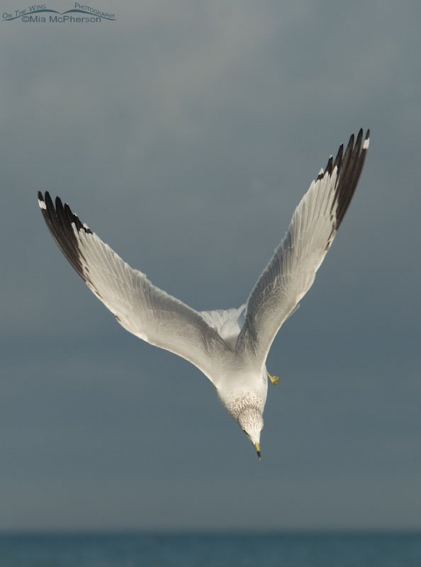Ring-billed Gull in a dive, Fort De Soto County Park, Pinellas County, Florida