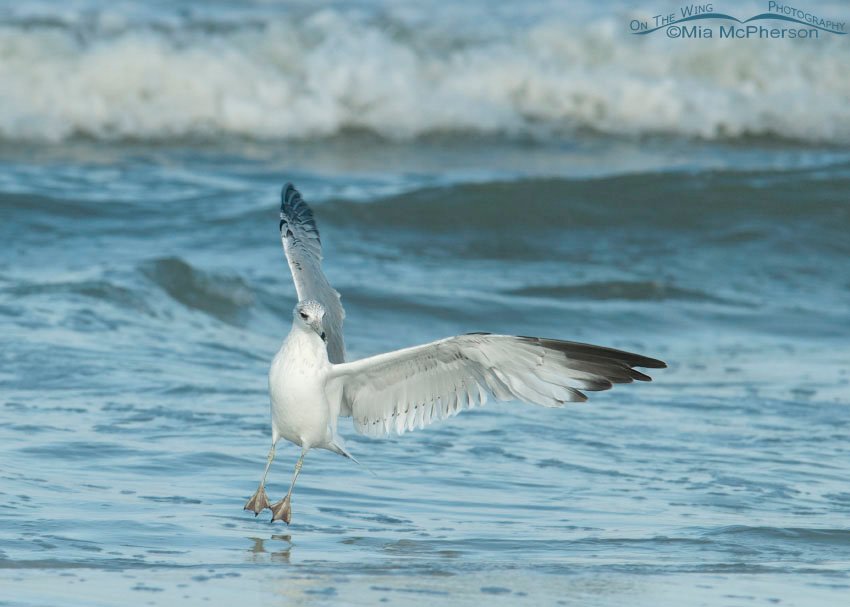Ring-billed Gull Ballet, Fort De Soto County Park, Pinellas County, Florida
