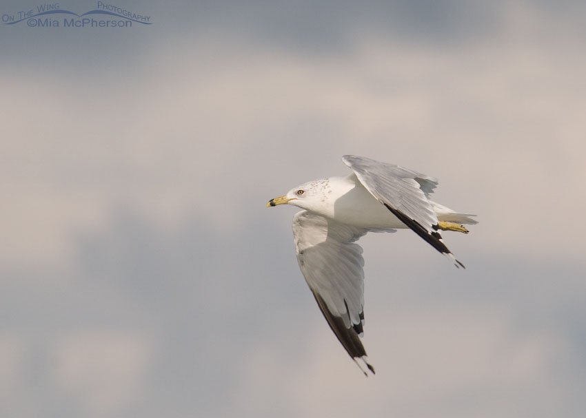 Ring-billed Gull in early morning flight, Fort De Soto County Park, Pinellas County, Florida