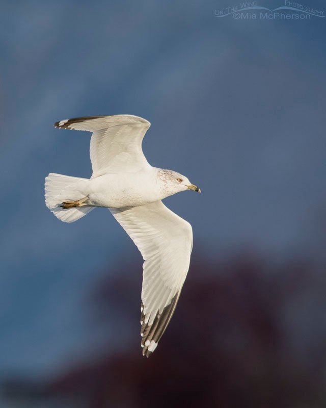 Ring-billed Gull in flight in bright afternoon light, Salt Lake County, Utah