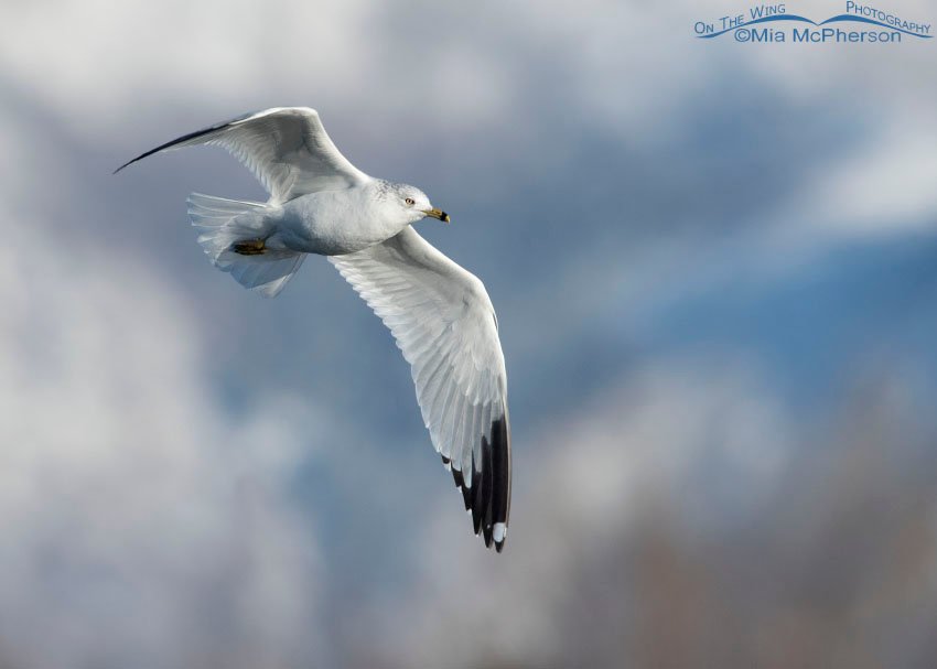 Ring-billed Gull flight on New Year's Day, Salt Lake County, Utah