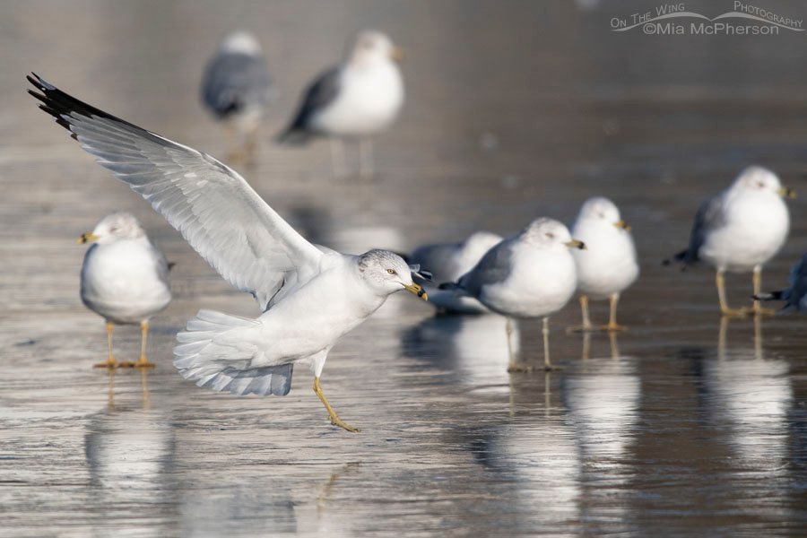 One legged Ring-billed Gull about to land, Salt Lake County, Utah