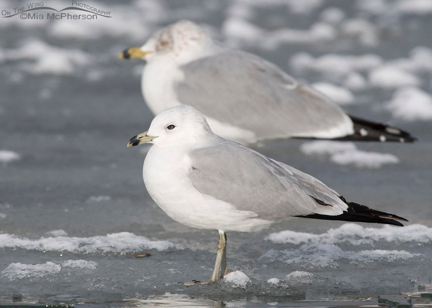 Runty Ring-billed Gull on ice, Salt Lake County, Utah