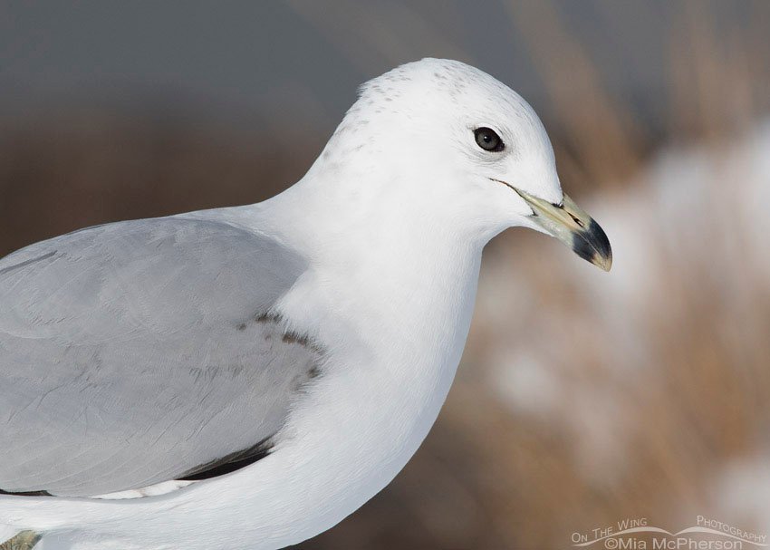 Runty 2nd winter Ring-billed Gull portrait, Salt Lake County, Utah