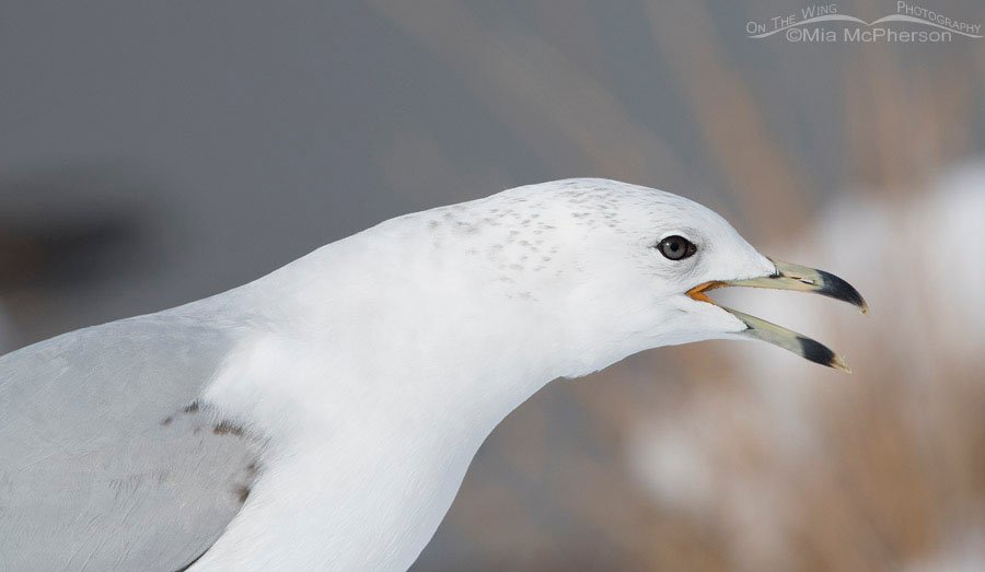 Runty Second Winter Ring-billed Gull calling, Salt Lake County, Utah
