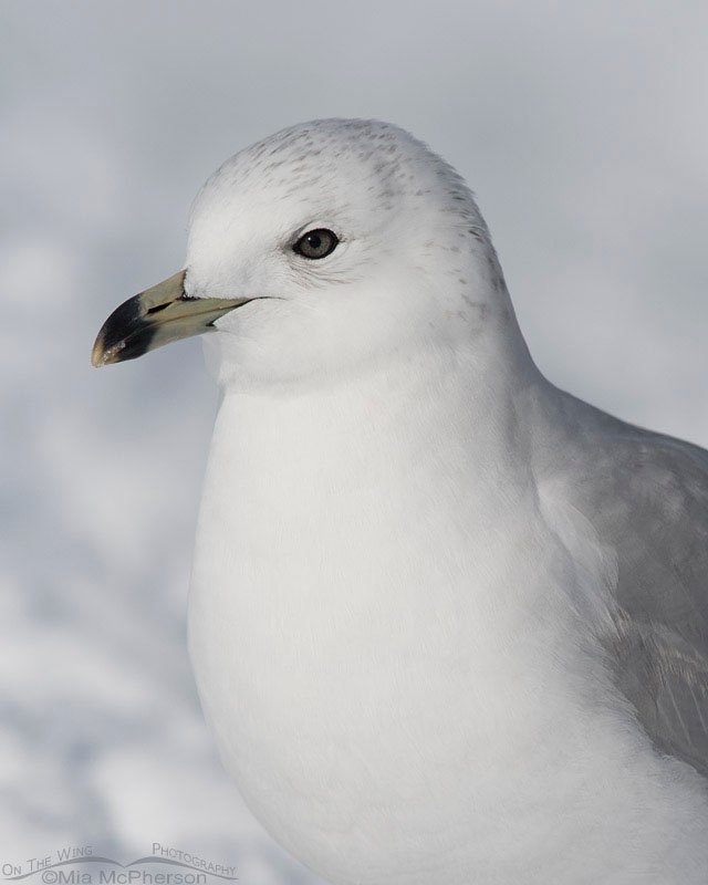 Runty Second Winter Ring-billed Gull close up, Salt Lake County, Utah