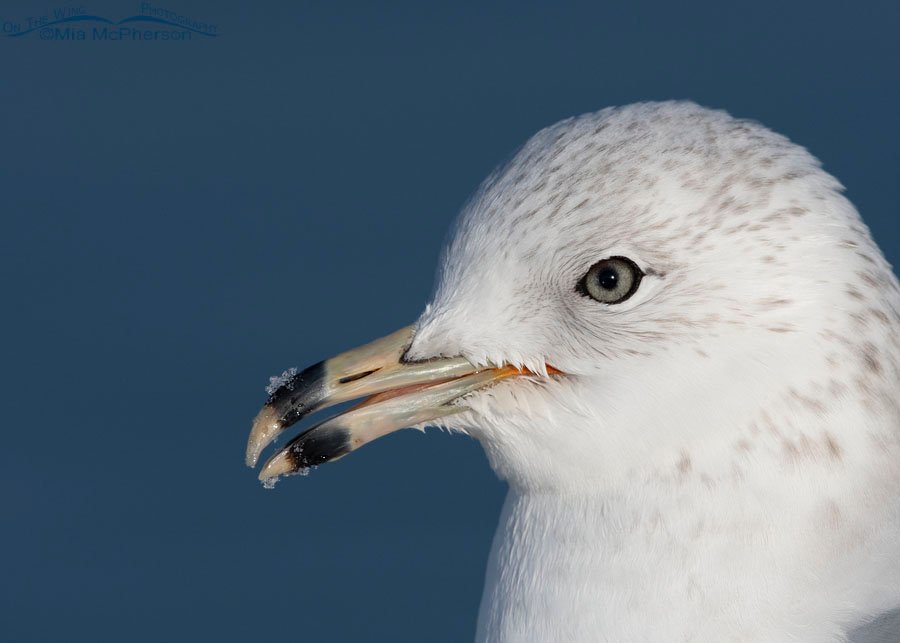 Ring-billed Gull with snow on its bill Ring-billed Gull with snow on its bill, Salt Lake County, Utah