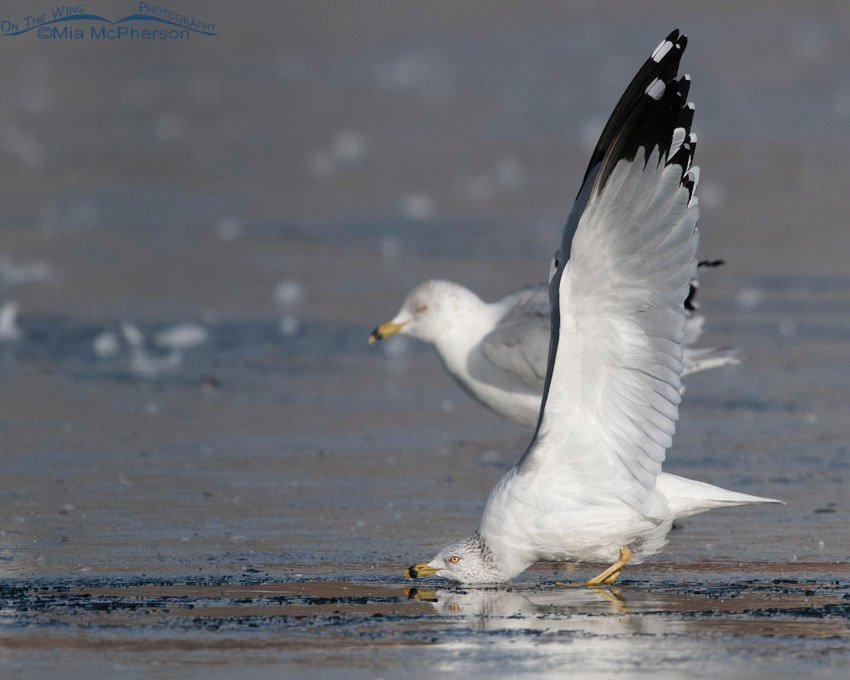 Ring-billed Gull with head low and full wing lift, Salt Lake County, Utah