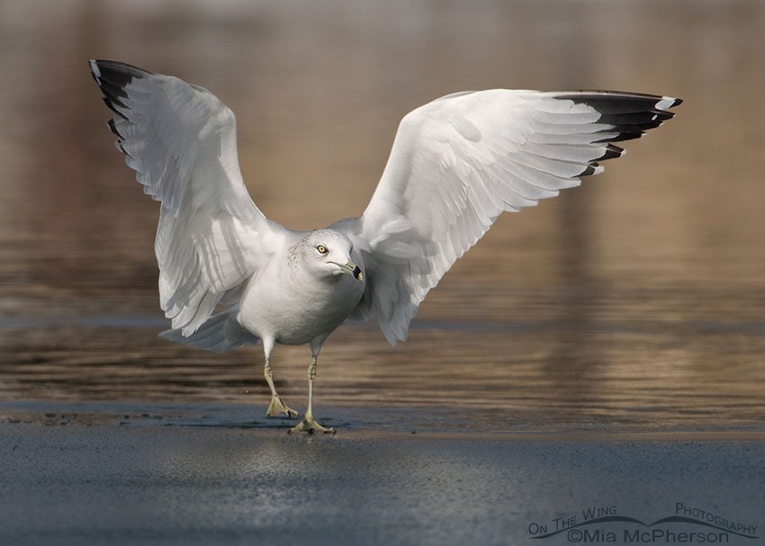 Ring-billed Gull on the edge of ice in Salt Lake County, Utah