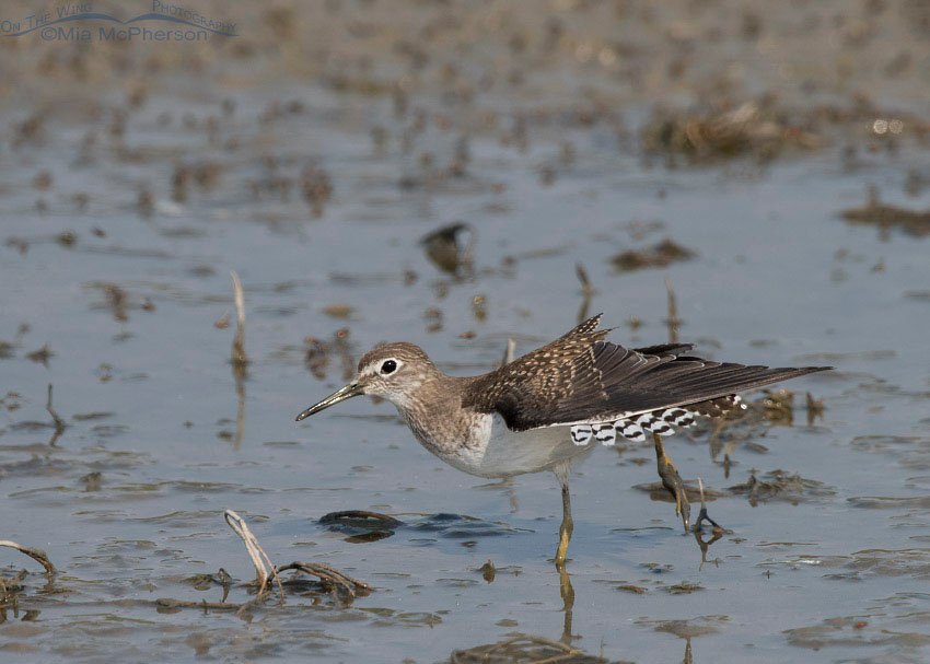 Solitary Sandpiper stretching, Bear River Migratory Bird Refuge, Box Elder County, Utah