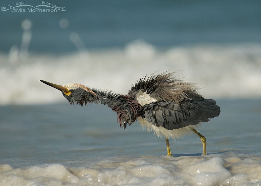 Tricolored Heron shaking its head, Fort De Soto County Park, Pinellas County, Florida