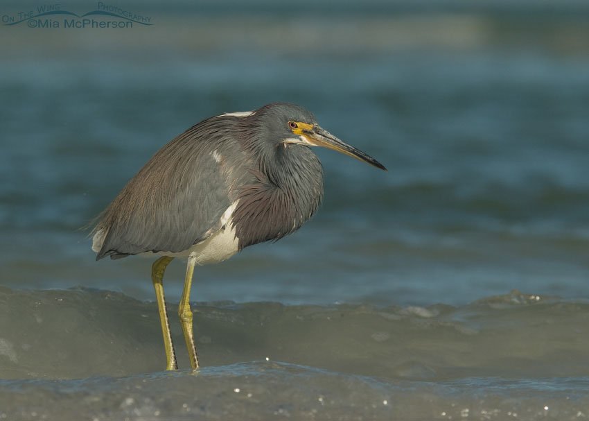 Tricolored Heron in the waves, Fort De Soto County Park, Pinellas County, Florida