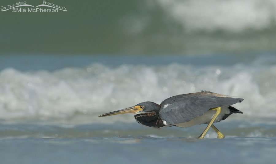 Crouched Tricolored Heron, Fort De Soto County Park, Pinellas County, Florida