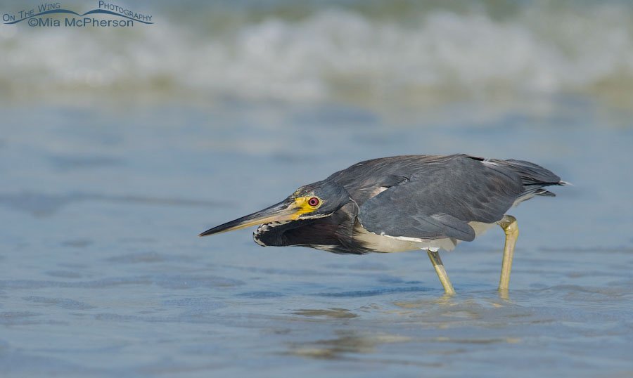 Crouching Tricolored Heron, Fort De Soto County Park, Pinellas County, Florida