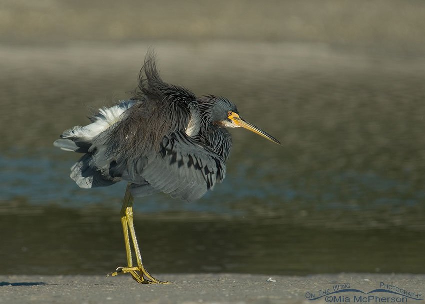 Tricolored Heron shaking it up, Fort De Soto County Park, Pinellas County, Florida