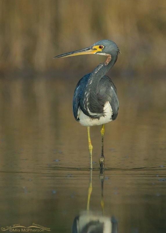 Tricolored Heron in golden light, Fort De Soto County Park, Pinellas County, Florida