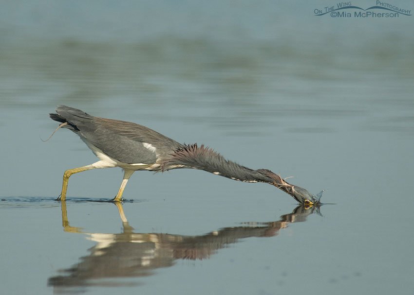 Tricolored Heron splash down, Fort De Soto County Park, Pinellas County, Florida