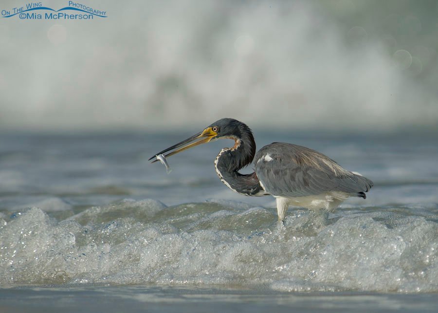 Tricolored Heron adult with prey in the waves of the Gulf of Mexico, Fort De Soto County Park, Pinellas County, Florida