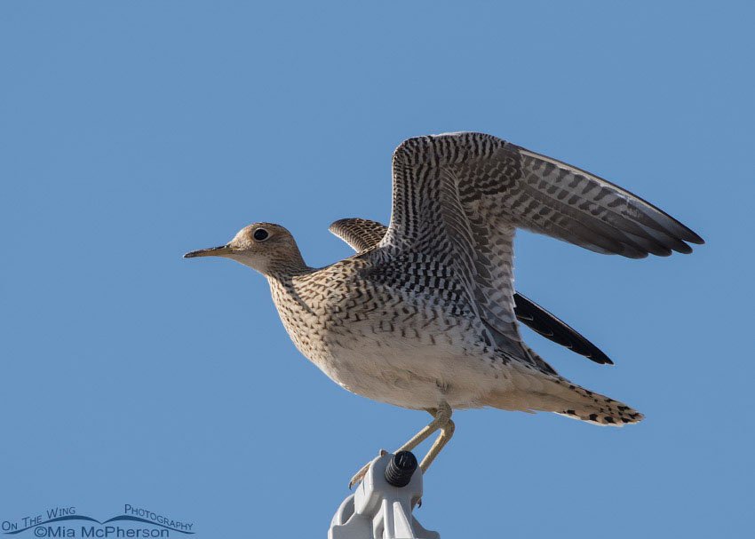 Upland Sandpiper with raised wings, Box Elder County, Utah