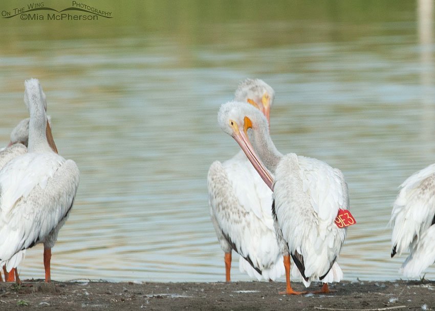 Banded and Wing Tagged American White Pelican 9E3, Farmington Bay WMA, Davis County, Utah