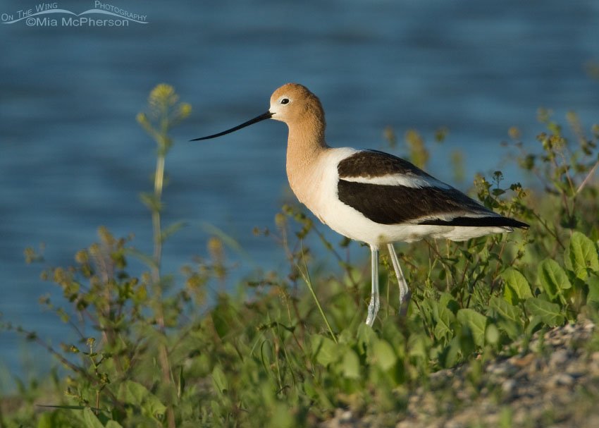 Adult American Avocet, Bear River Migratory Bird Refuge, Box Elder County, Utah
