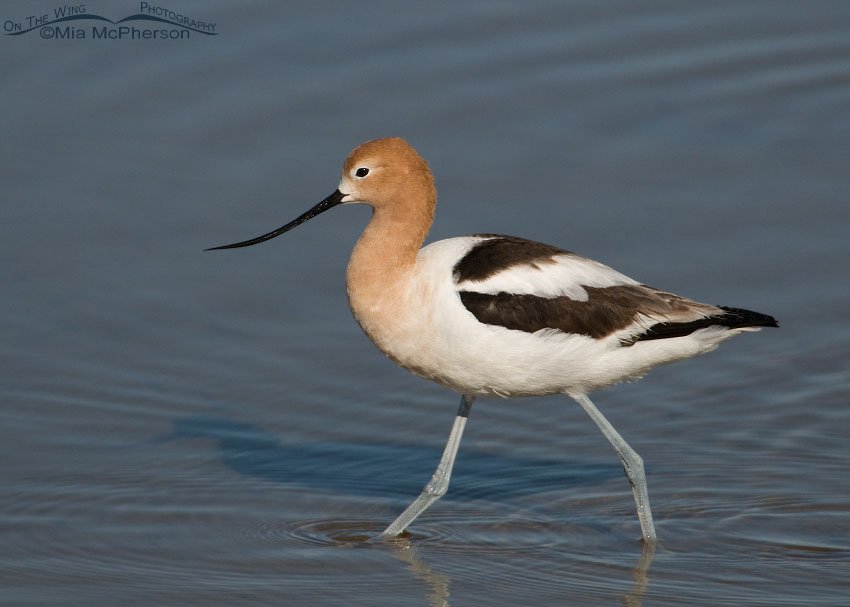 Adult American Avocet in its breeding plumage, Bear River Migratory Bird Refuge, Box Elder County, Utah