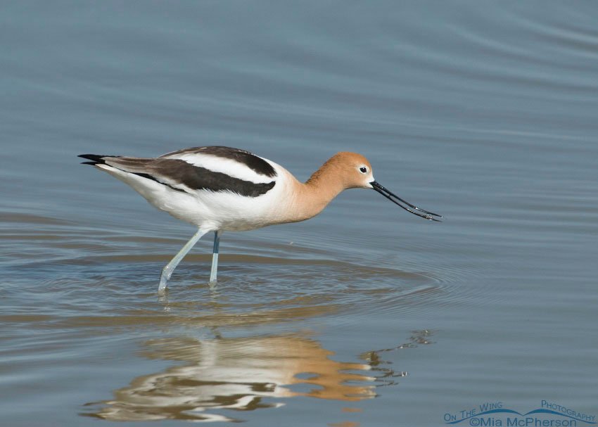 American Avocet feeding on something tiny at Bear River Migratory Bird Refuge, Box Elder County, Utah