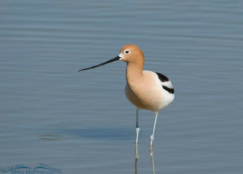 American Avocet with head in profile view, Bear River Migratory Bird Refuge, Box Elder County, Utah