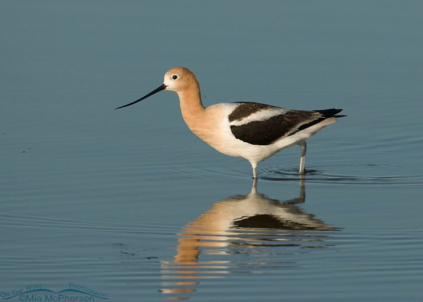 Avocet at Bear River Migratory Bird Refuge, Box Elder County, Utah