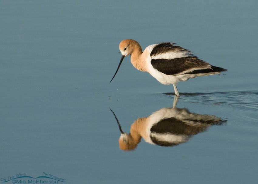 American Avocet in breeding plumage and calm water at Bear River Migratory Bird Refuge, Box Elder County, Utah
