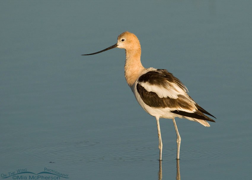 American Avocet in breeding plumage, Montana