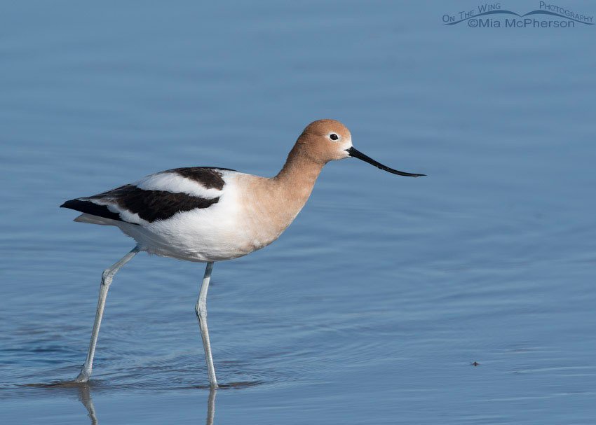 American Avocet with water in the background, Bear River Migratory Bird Refuge, Box Elder County, Utah