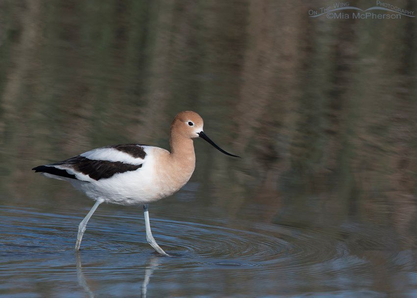 American Avocet with reflections of rushes in the background, Bear River Migratory Bird Refuge, Box Elder County, Utah